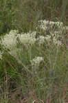 Roundleaf thoroughwort